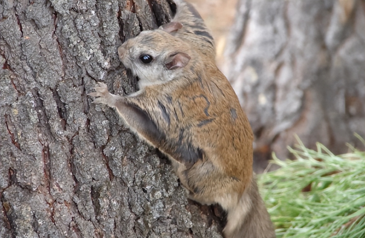寒号鸟为什么叫鸟却不是鸟而是鼠,寒号鸟不属于鸟吗