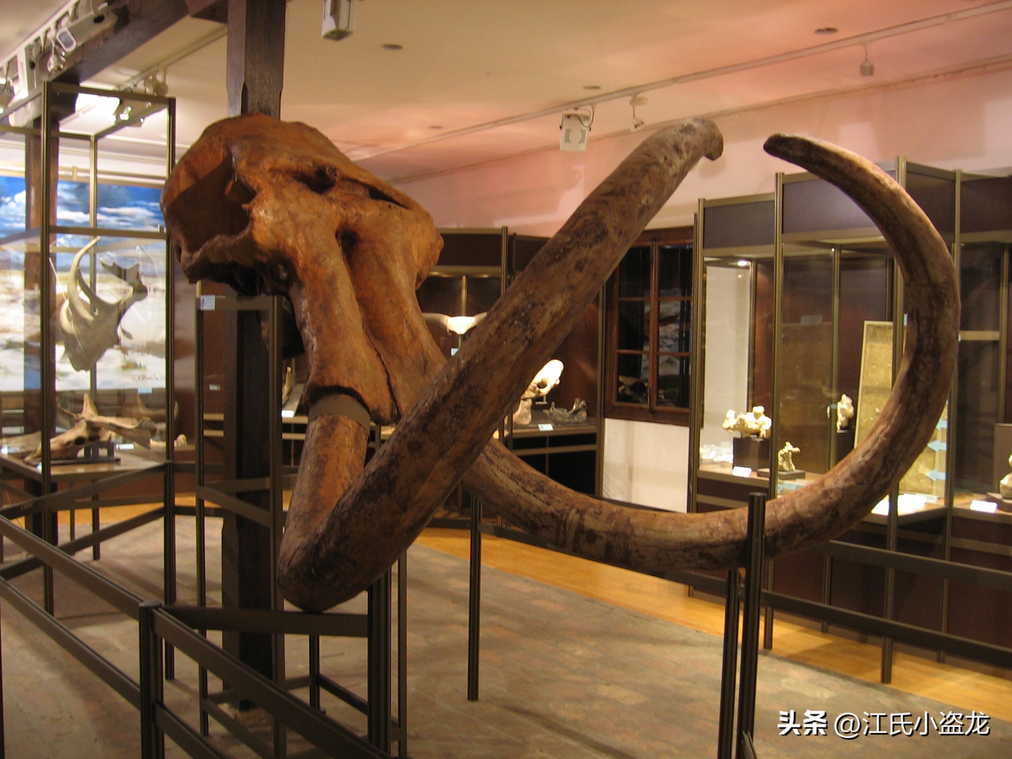 史前巨兽猛犸象还能复活吗,史前巨兽板齿犀和猛犸象谁最大