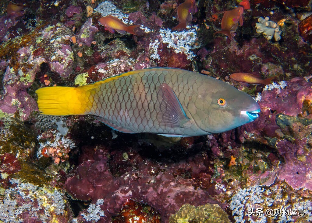 迷你鹦鹉产卵死了是怎么样的,迷你鹦鹉幼崽总是死