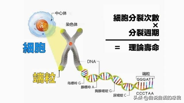龙虾青龙和花龙区别,龙虾也是生物为什么我们要吃它