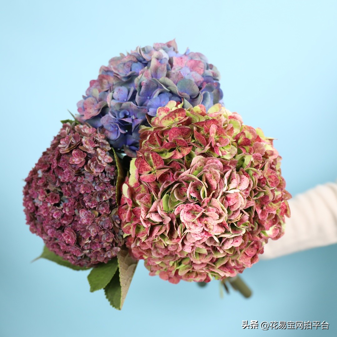 9月份红色好看的花材,颜值高的花束合集