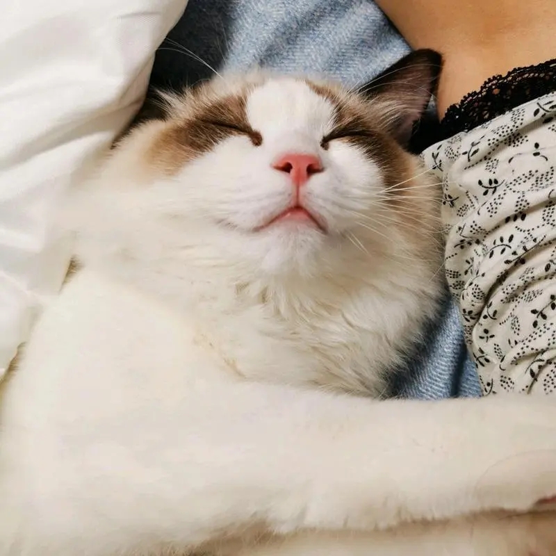 外出一周家里的猫怎么办,出门了家里的猫咪怎么办