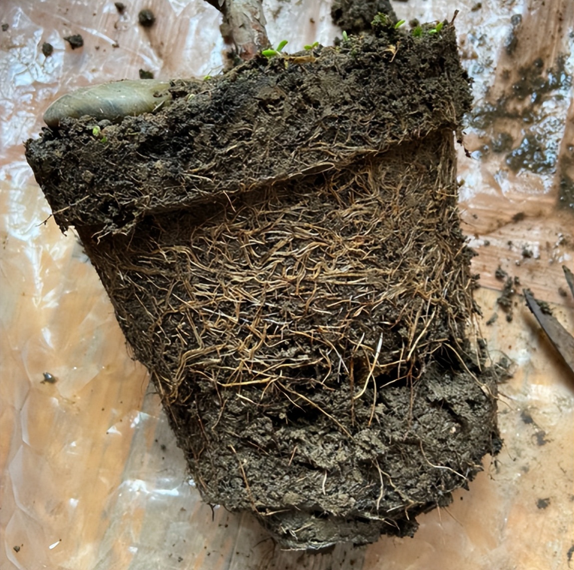 给花草换盆打理花草,给花卉换盆的四点注意事项是什么