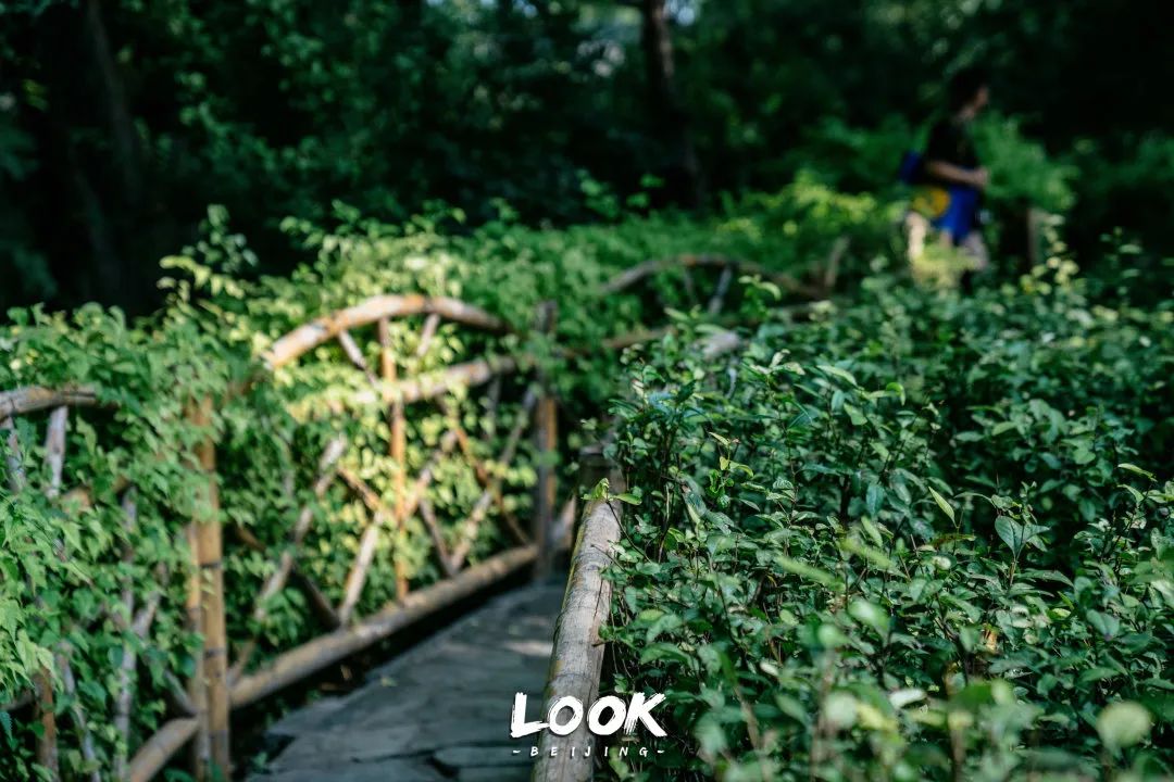 北京什刹海赏景的好地方,北京什刹海附近攻略