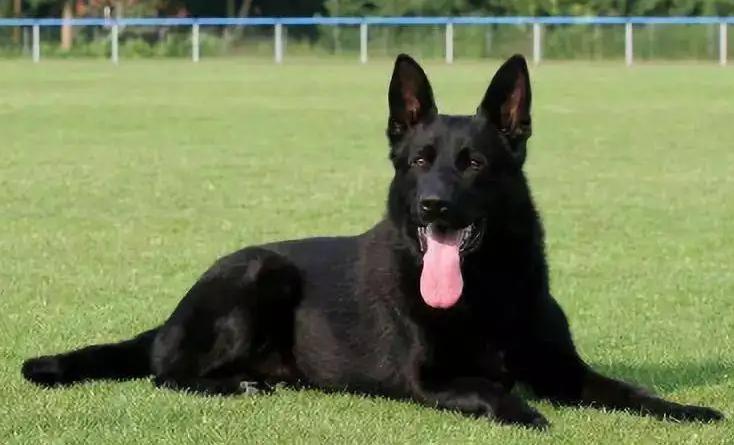 东德牧羊犬和西德牧羊犬哪个贵？这些城市取消禁养德牧了