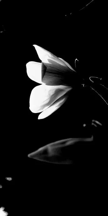 黑白花朵壁纸超清,全屏花朵壁纸无水印黑白