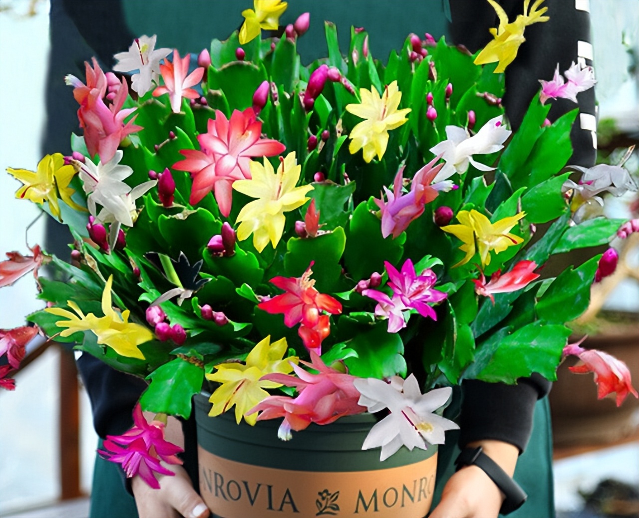 打假养花坑人小妙招,养花十大骗局揭秘