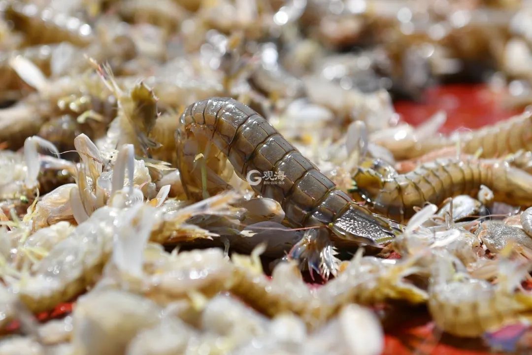 秦皇岛冰凉爽口的美食,秦皇岛春季菜