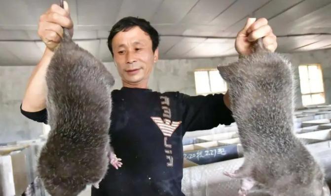 上海多地出现巨型老鼠新闻报道,上海老鼠最小的有10斤是真的吗
