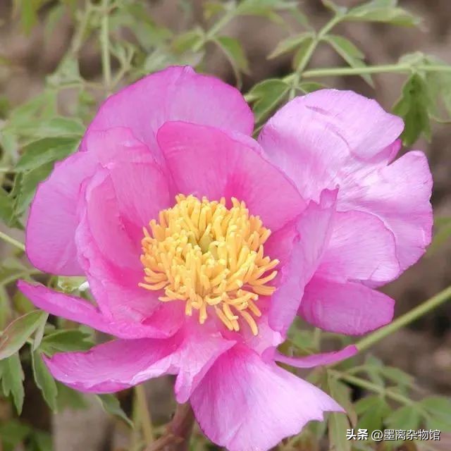 国花牡丹的历史起源,中国国花为啥是牡丹