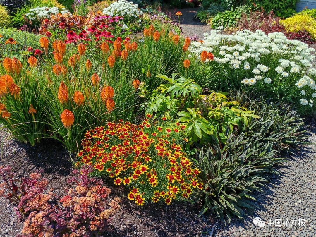 宿根花卉栽培,宿根花卉的栽培管理