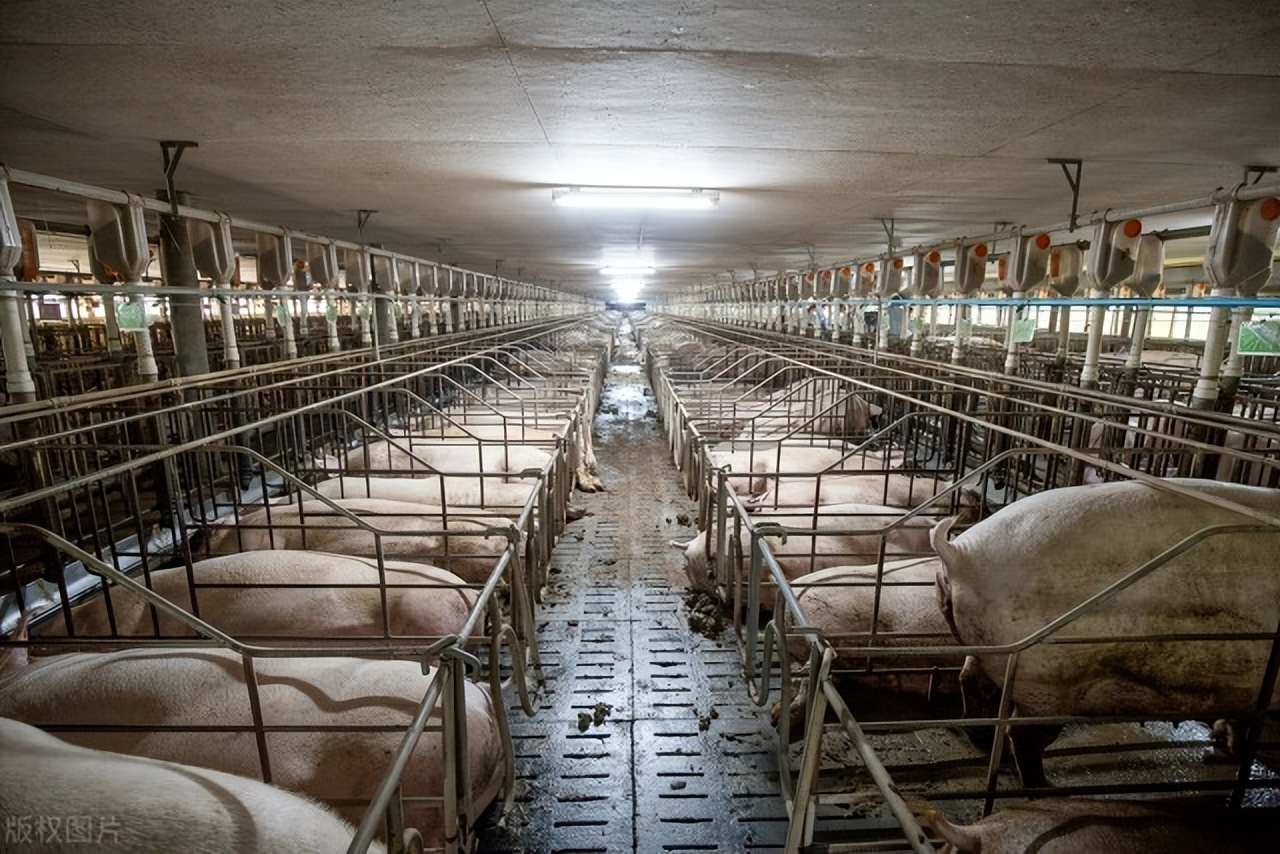 母猪肚子胀气该怎么办,哺乳母猪肚子胀怎么回事