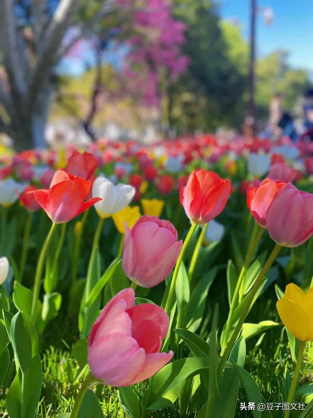 郁金香的花貌和郁金香的花语,各种颜色郁金香的花语是什么