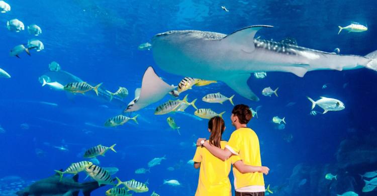 珠海长隆飞船酒店！海洋王国无限畅玩+畅游28楼绝美无边际泳池