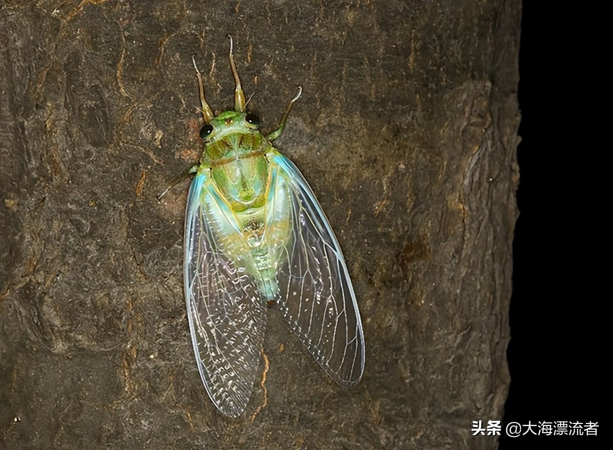 童年的记忆抓知了,体验儿时抓知了