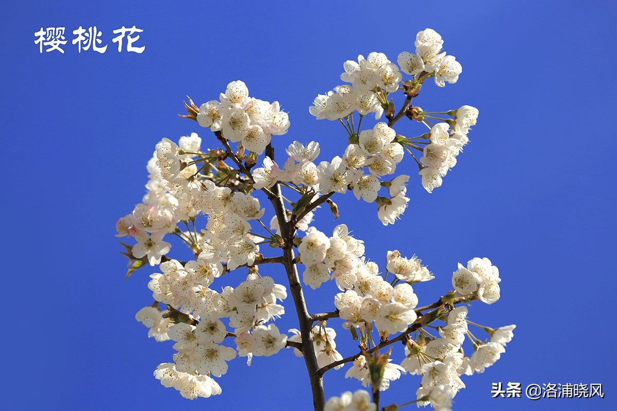 樱桃花和东京樱花区别,樱花和山樱桃花是一样的吗