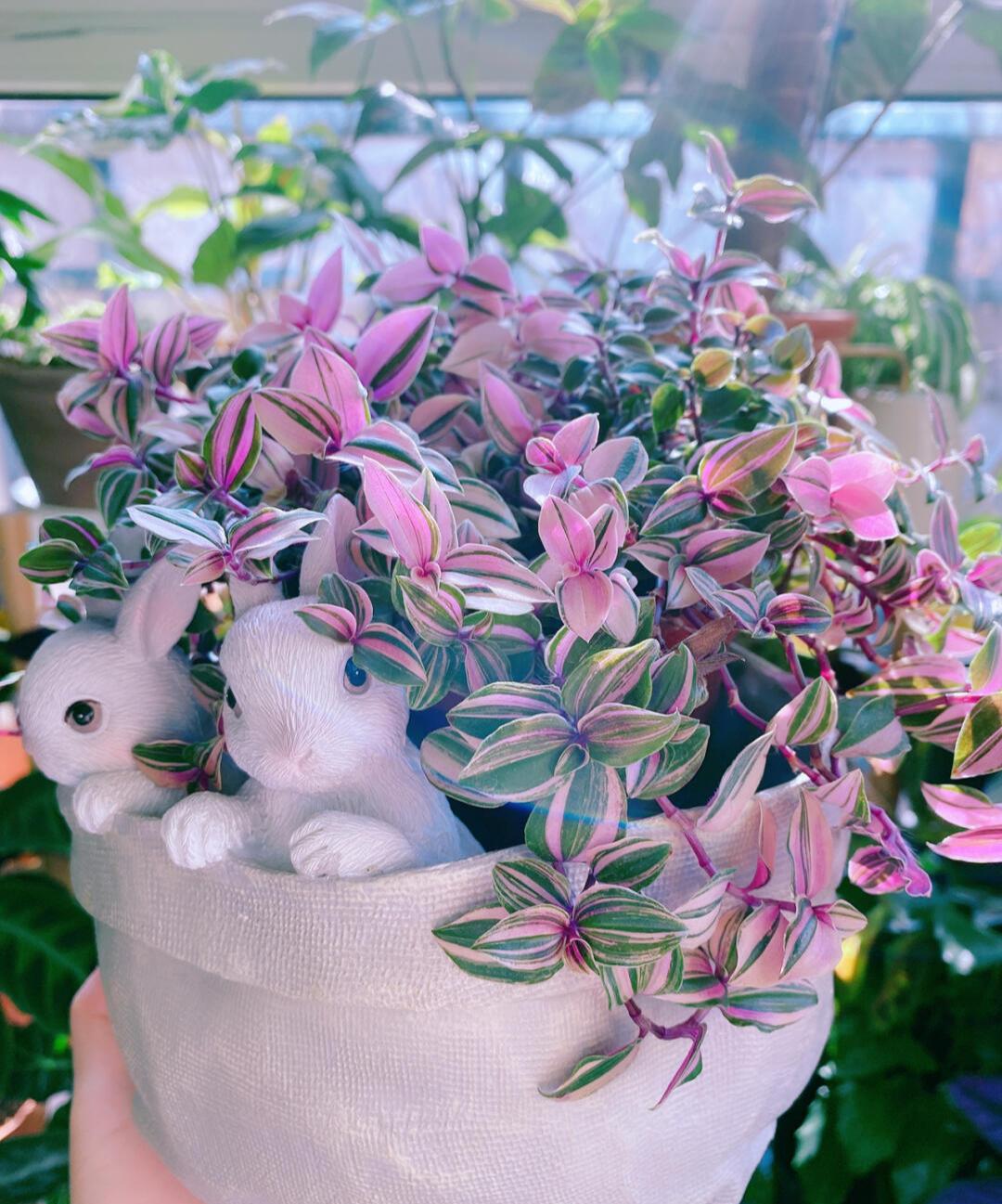 家庭客厅养什么花好看又旺财,客厅最吉祥的三种花