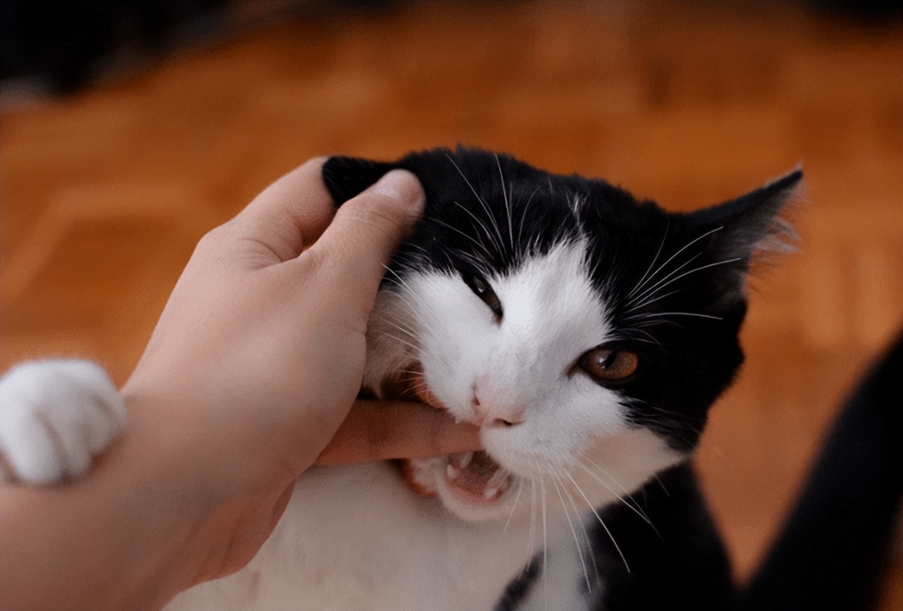 为什么不建议养自来猫,为什么老人家常说养猫别养自来猫