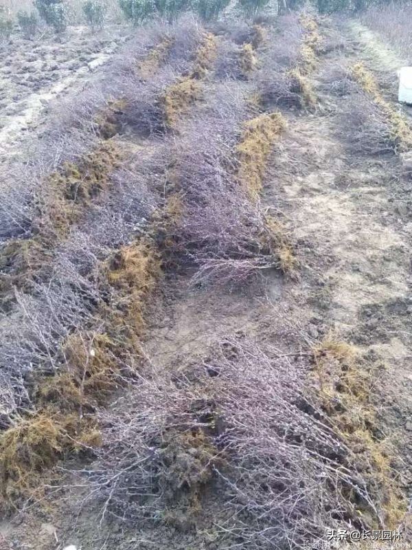 红叶小檗紫叶小檗的价格,红叶小檗幼苗批发基地