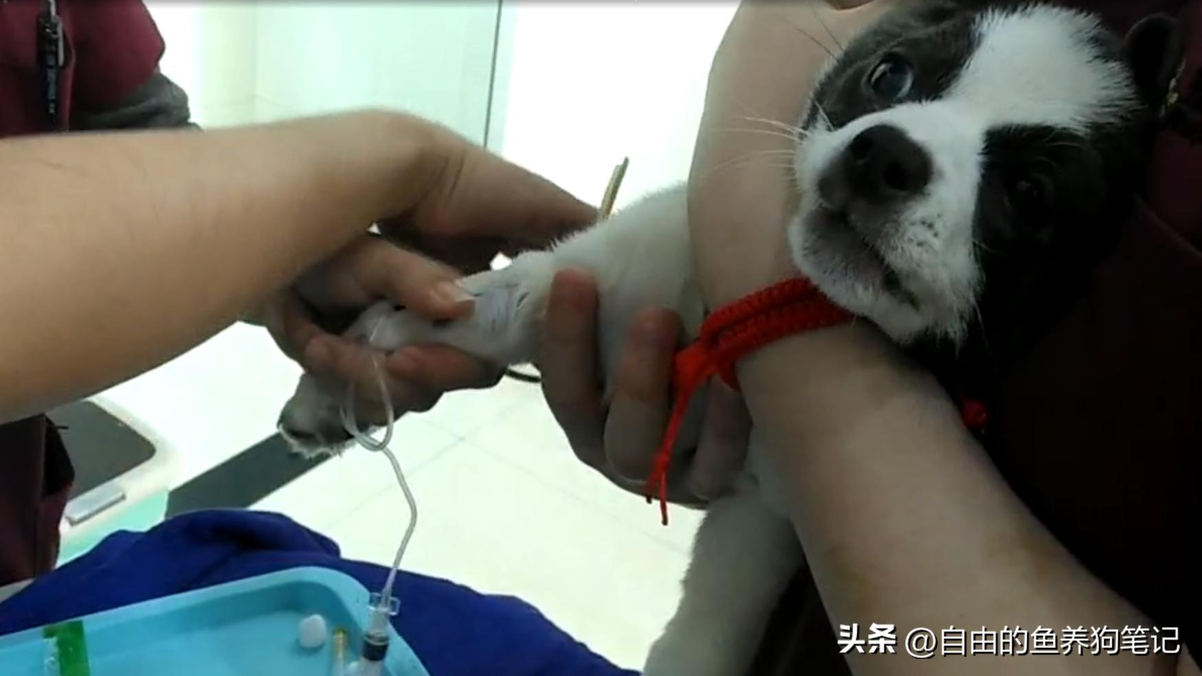 在网上买哪里的狗狗便宜又好,网上买的狗不到一个星期就病了