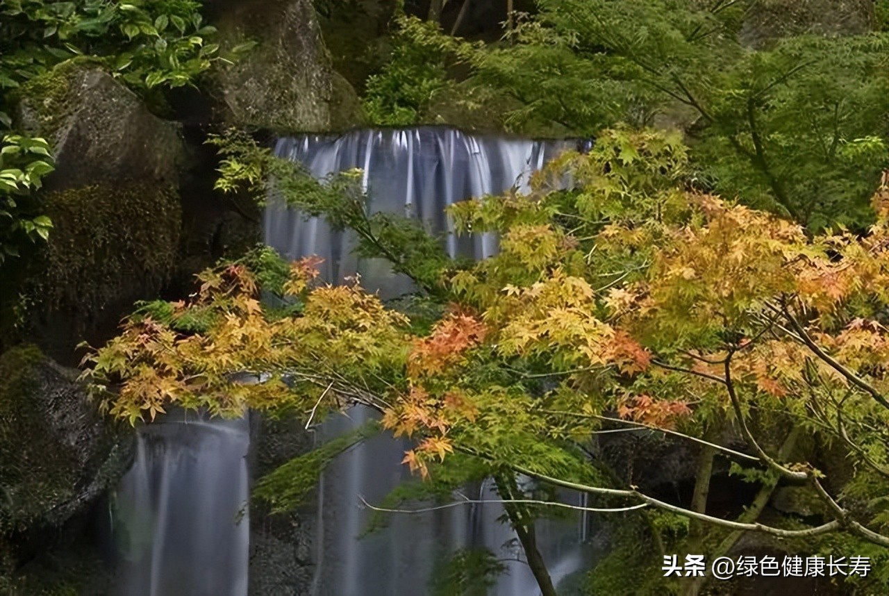 波特兰日本花园游玩,世界花园打卡