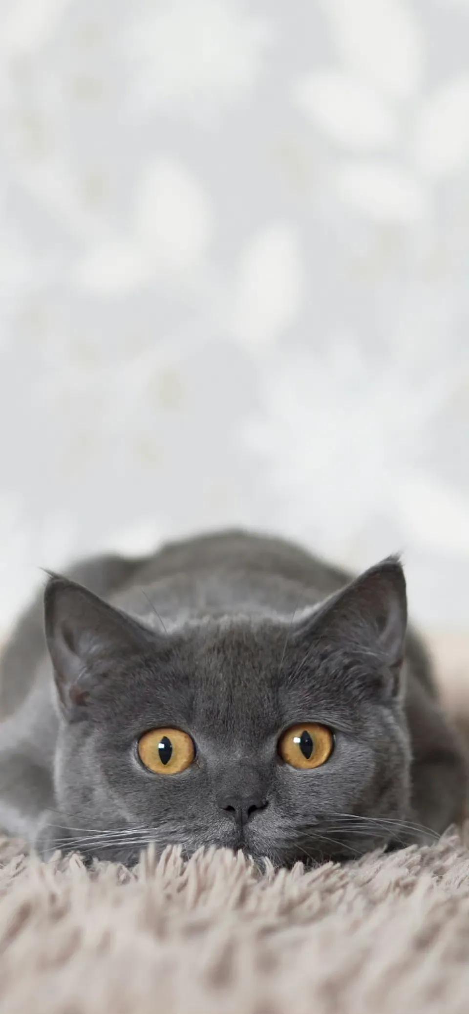 苹果live动态壁纸全屏高清4k,ios动态壁纸intolive平板