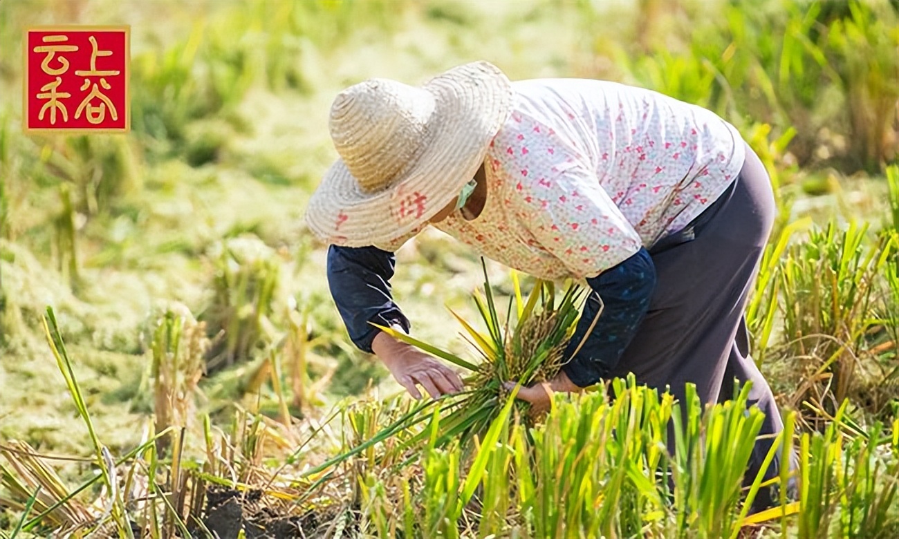 云上禾谷加盟靠谱吗,松山区云上禾谷粮油店