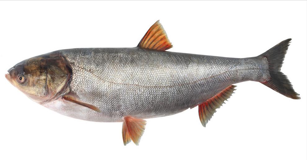 如何区别认识市面上常见的几种鱼,各种鱼怎么分类