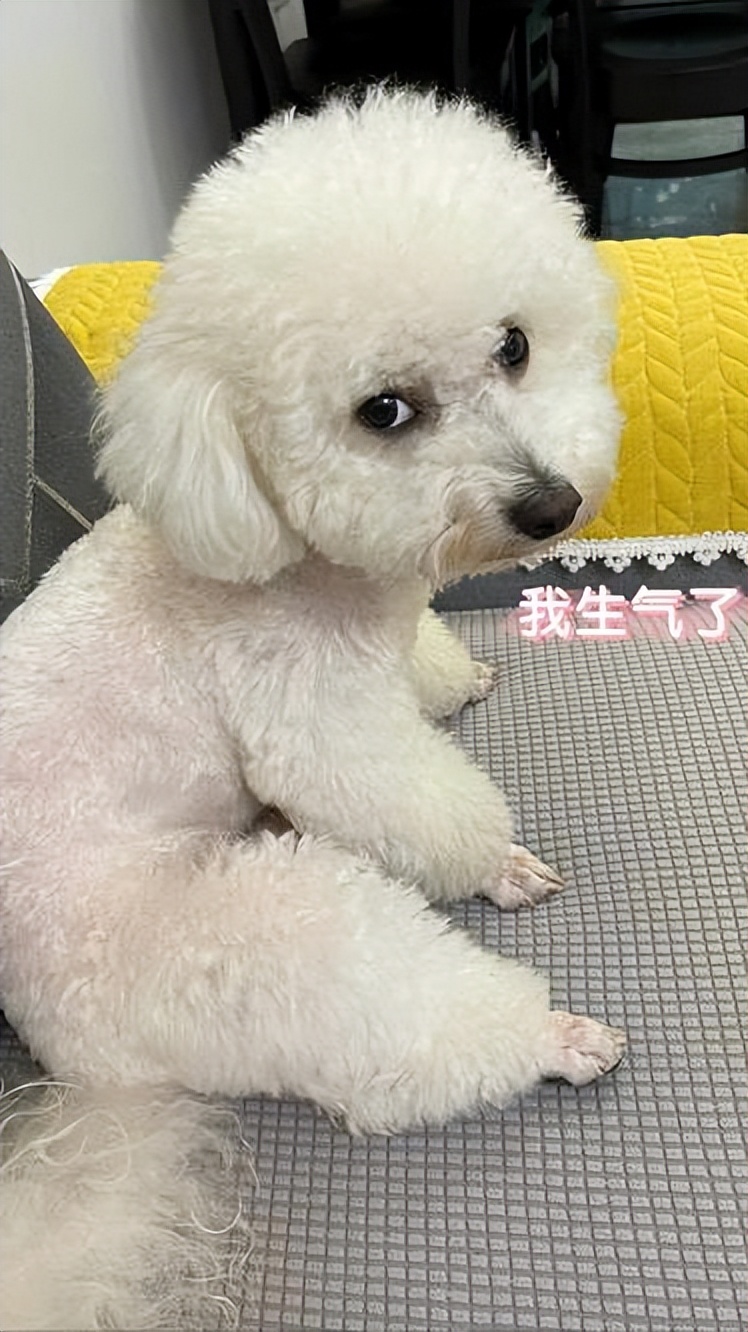 养比熊10大忌比熊犬的优缺点,小体比熊与标体比熊哪个好养