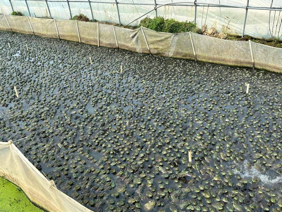 蛙声一片念出致富经