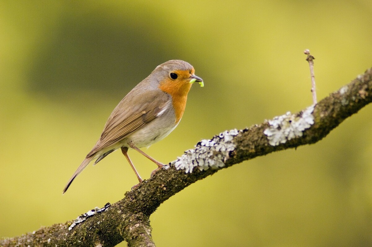 世界各国最稀有的国宝,100个国家国宝动物
