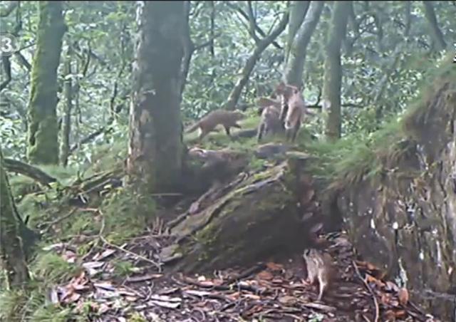 猛兽危险！“石虎”现身广东，外貌像极家猫，常被人误当猫咪饲养