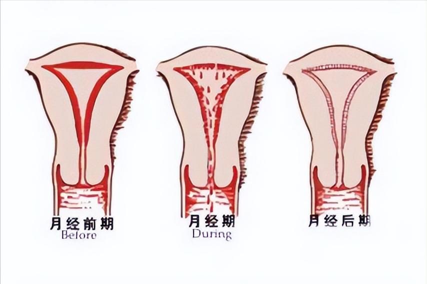 揭秘处女座内心秘密,处女座的大揭秘