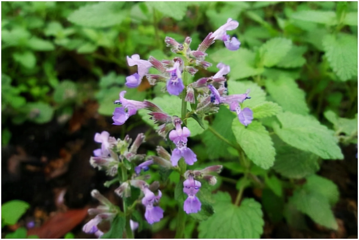 连翘荆芥竹叶是治风寒还是风热,讲透中药心叶荆芥