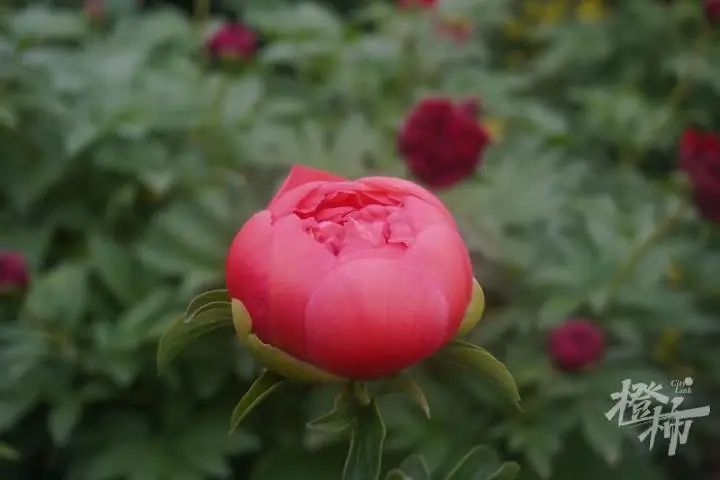 杭州姑娘在菏泽连住5天，只为抢到……