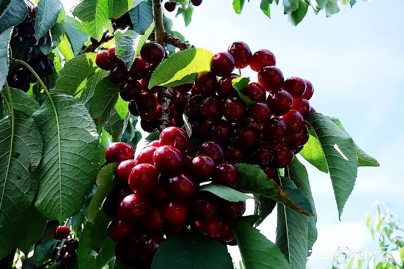 澳洲·墨尔本：到酒庄免费品酒，付5澳元到樱桃园吃到撑