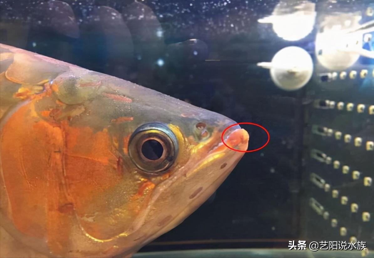 龙鱼怎样有助于长胡须,龙鱼怎么才能鳞片发亮