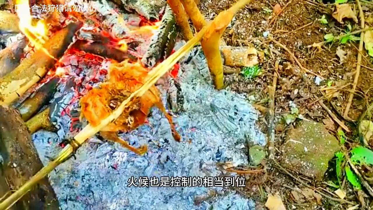 越南野鸡泛滥，只需晚上用套索套住脖颈就可捕获，一次三只