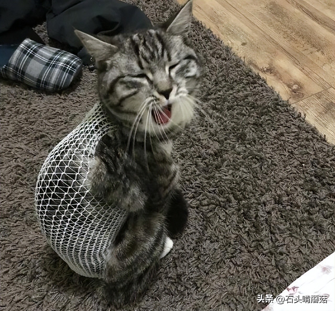 早上猫咪一直绕着你叫,猫咪一直叫是怎么回事