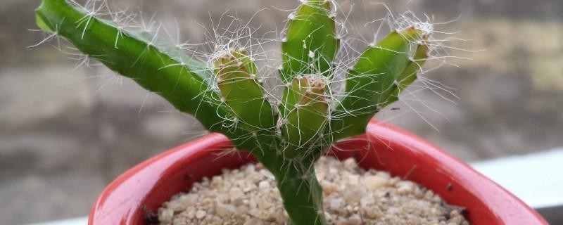 火龙果插枝越长越好吗,火龙果是幼枝插好还是老枝好