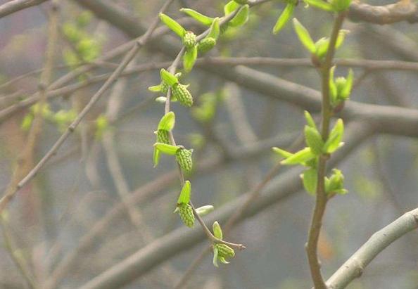 除湿热健脾胃最好的菜,健脾胃祛湿热的食谱儿童
