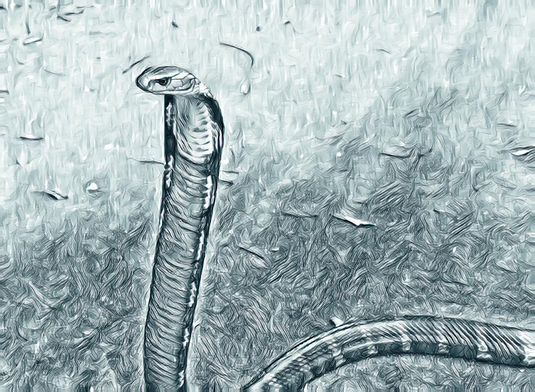 世界上最毒的植物毒番石榴,毒番石榴树能生存多久