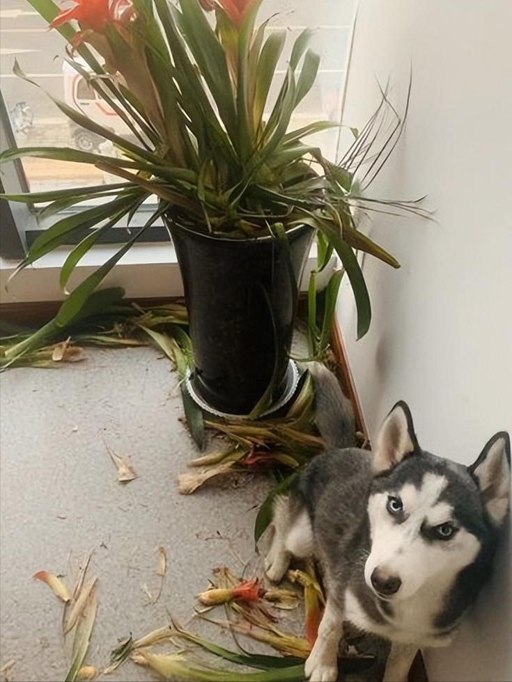 细小痊愈后多久能接触别的狗狗,细小治愈之后不活泼了