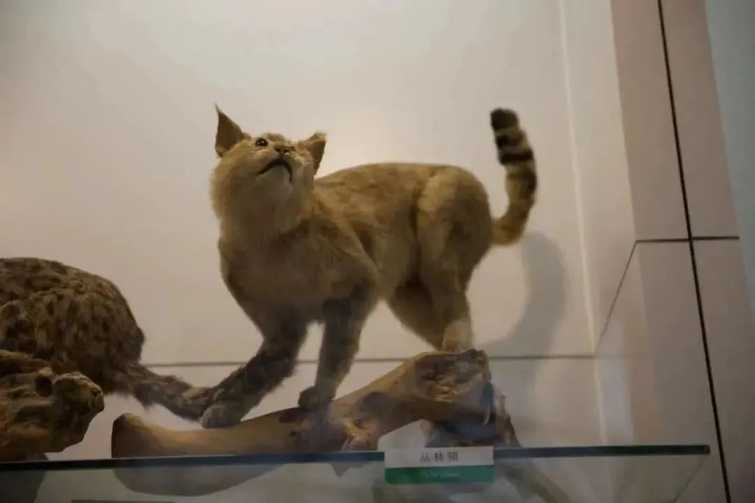 中国有13种猫科动物,中国大猫猞猁图书