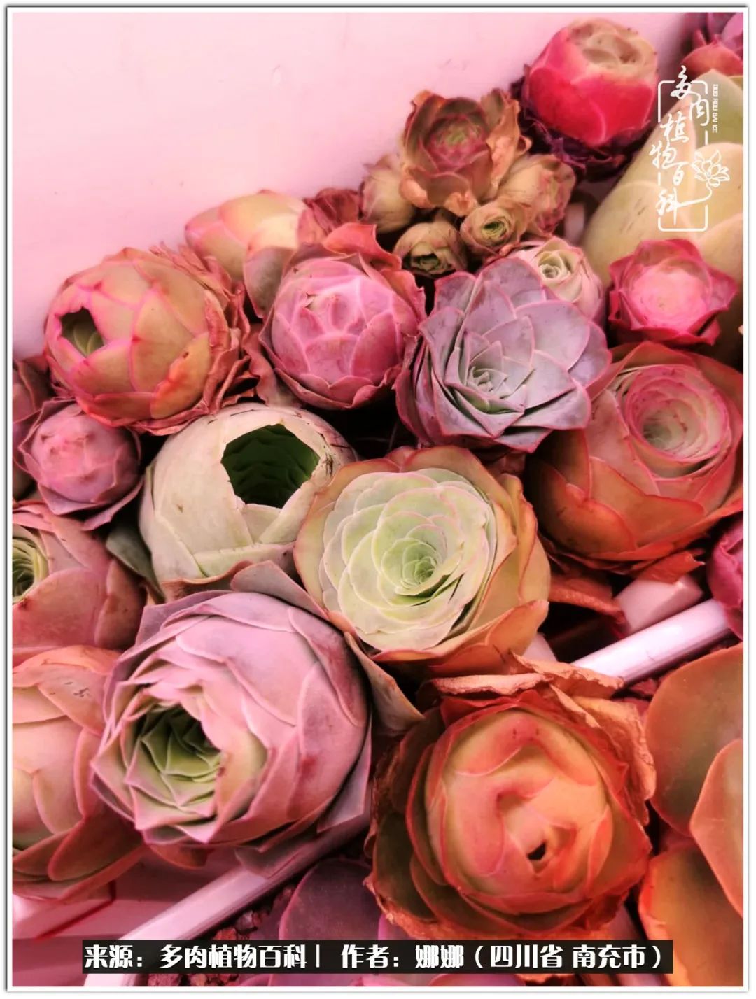 带刺的玫瑰阳台多肉,开花的玫瑰多肉