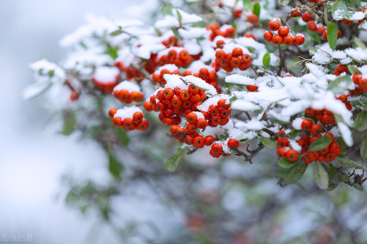 心若无尘落雪听禅美文欣赏,心若无尘一花一世界一叶一菩提