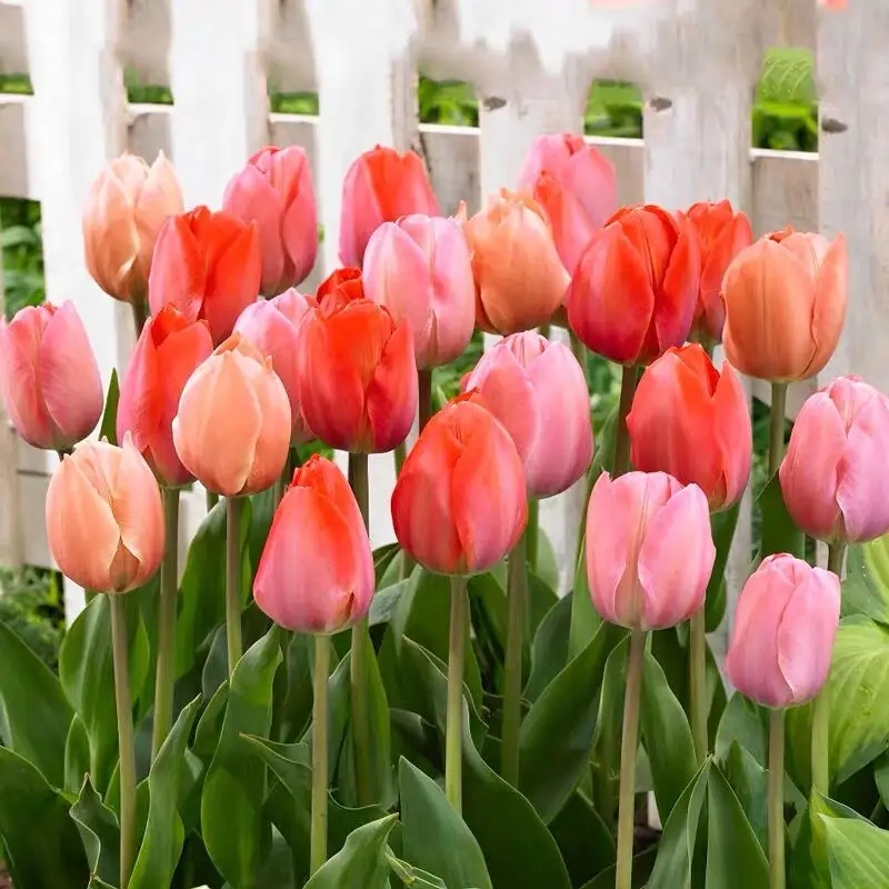 朱顶红是君子兰品种吗,朱顶红蜘蛛兰的区别