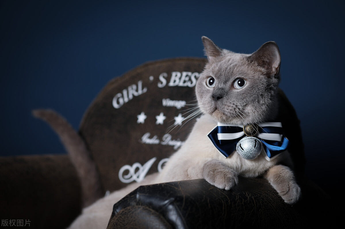 新手适合养英短吗,新手适合养英短还是暹罗