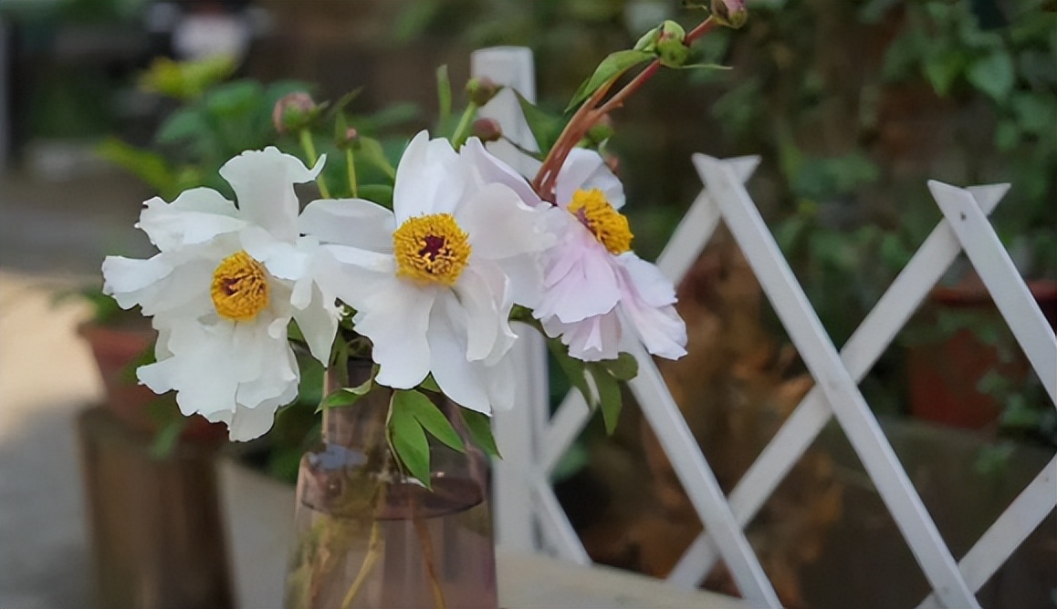 同城鲜花种植基地,鲜花种植基地花农直购