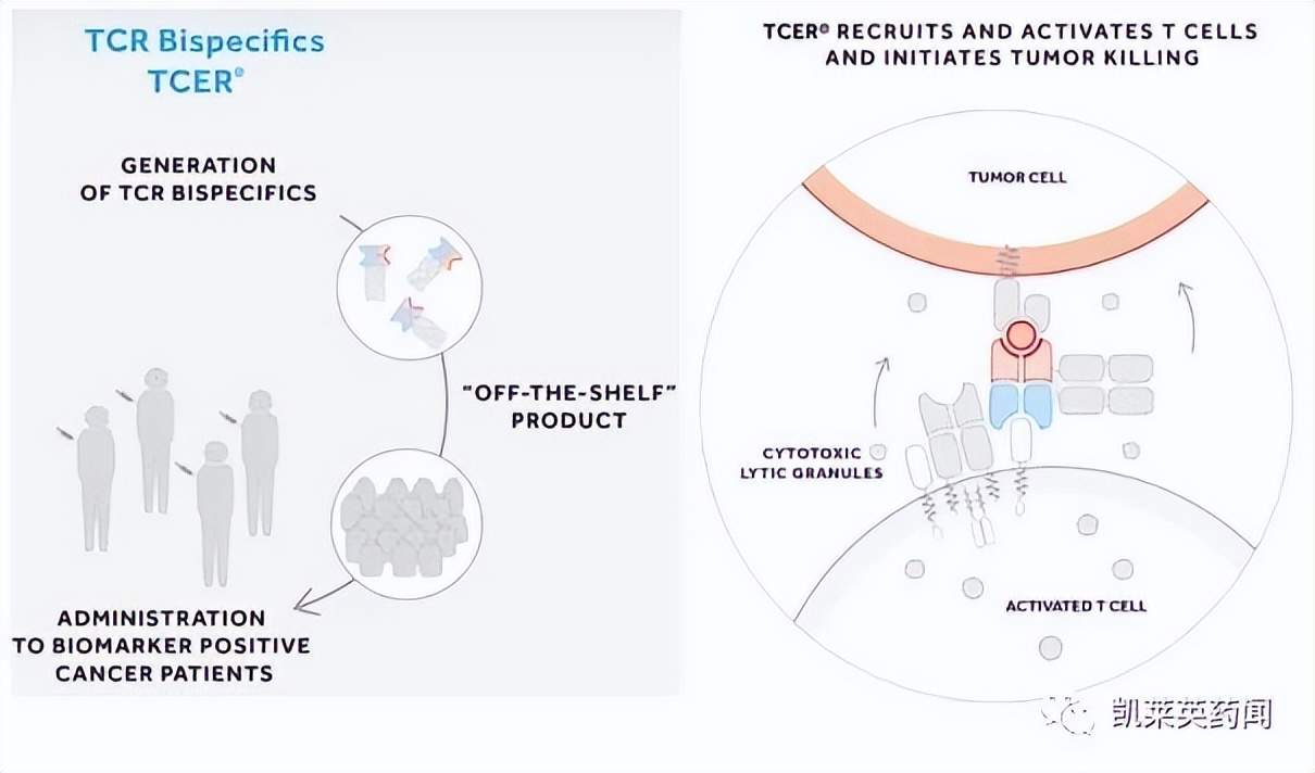 TCR创新药：不止是TCR-T、还有TCR蛋白药